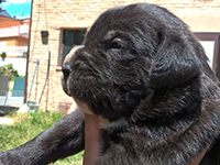 cane corso puppies